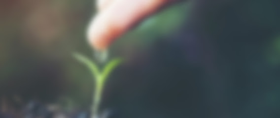 close up woman hand watering a green young plant